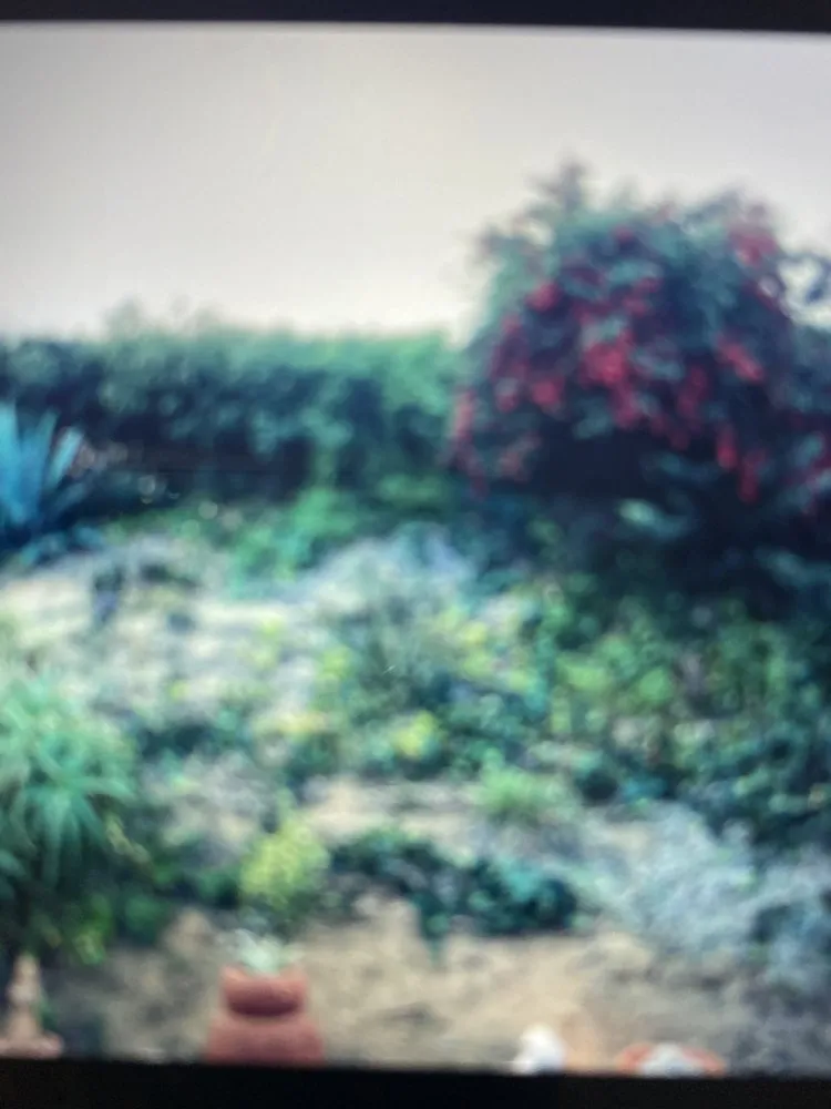 Local landscaping services in Temecula, CA - J & M Tree Service