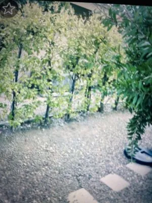 J & M Tree Service Logo