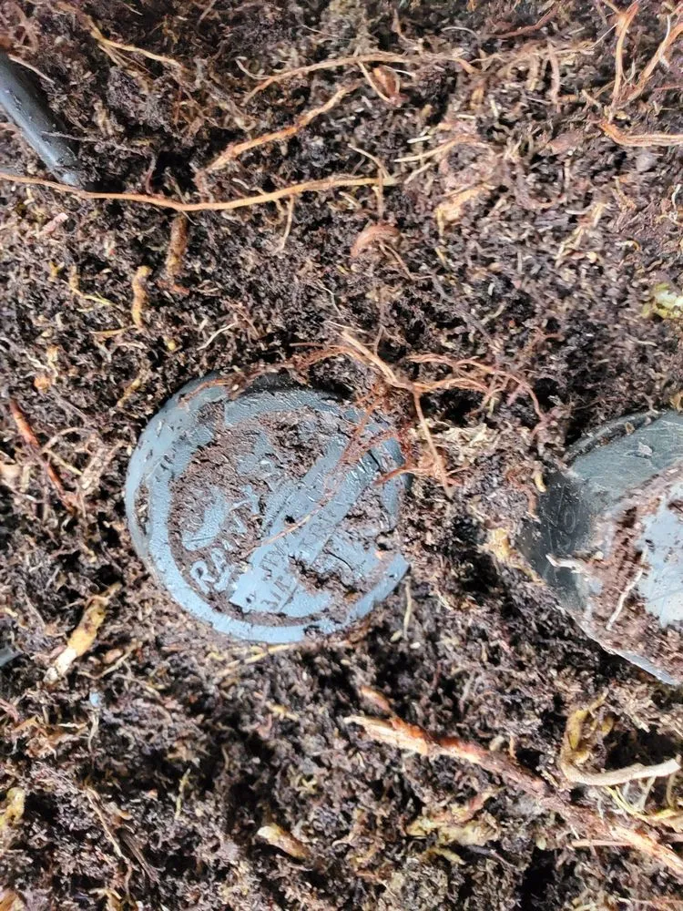 Trusted residential landscaping in Lancaster, CA - J & O Landscape