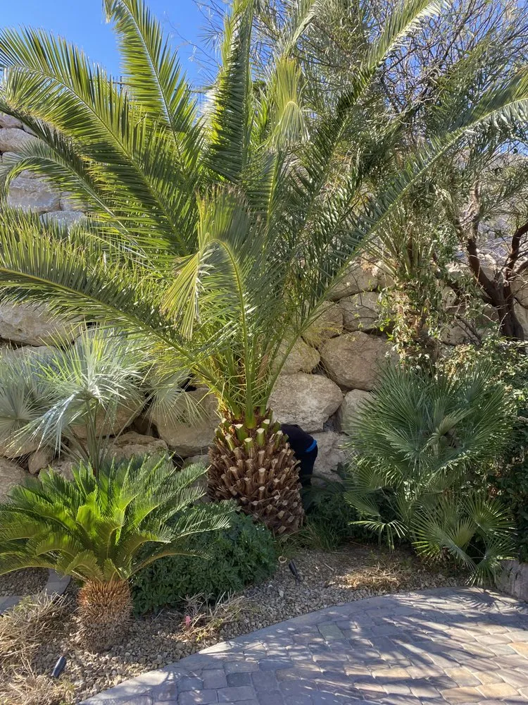 Custom landscape design in Las Vegas, NV by J & P Landscape