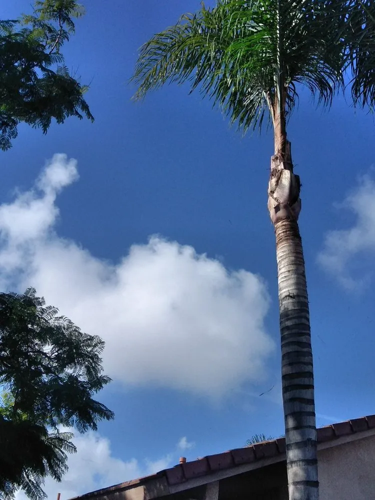 Reliable landscaping services in Riverside, CA by J & R Landscape