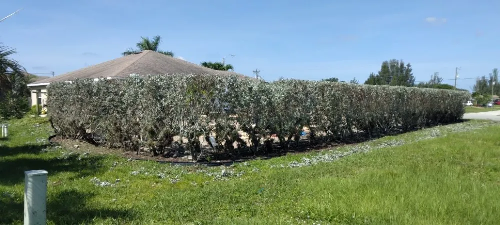 Expert landscaping services experts serving Cape Coral, FL - J & R Lawn Care Specialists