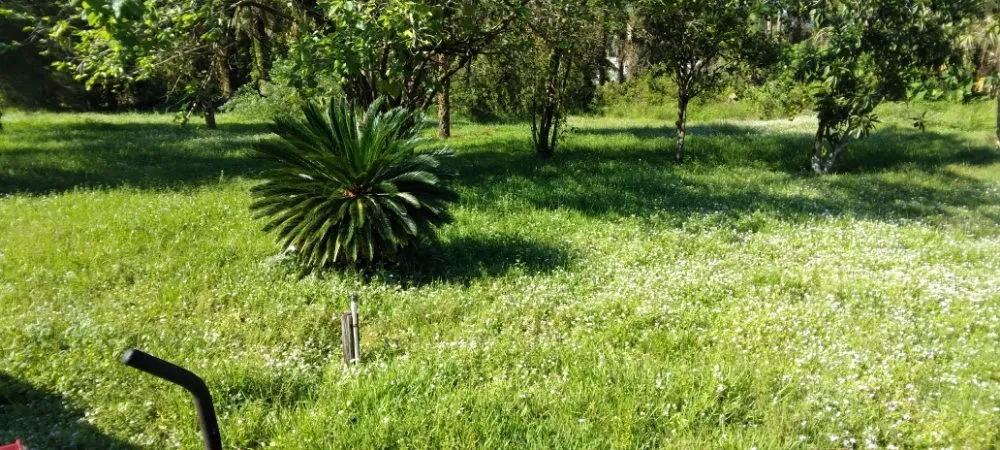 Professional landscape installation for homes across Cape Coral, FL - J & R Lawn Care Specialists