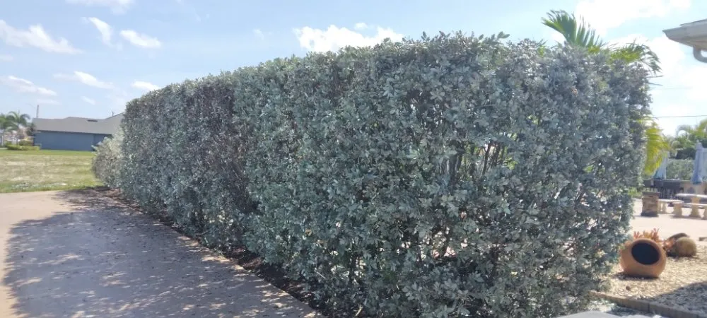 Top-rated outdoor landscaping in Cape Coral, FL by J & R Lawn Care Specialists