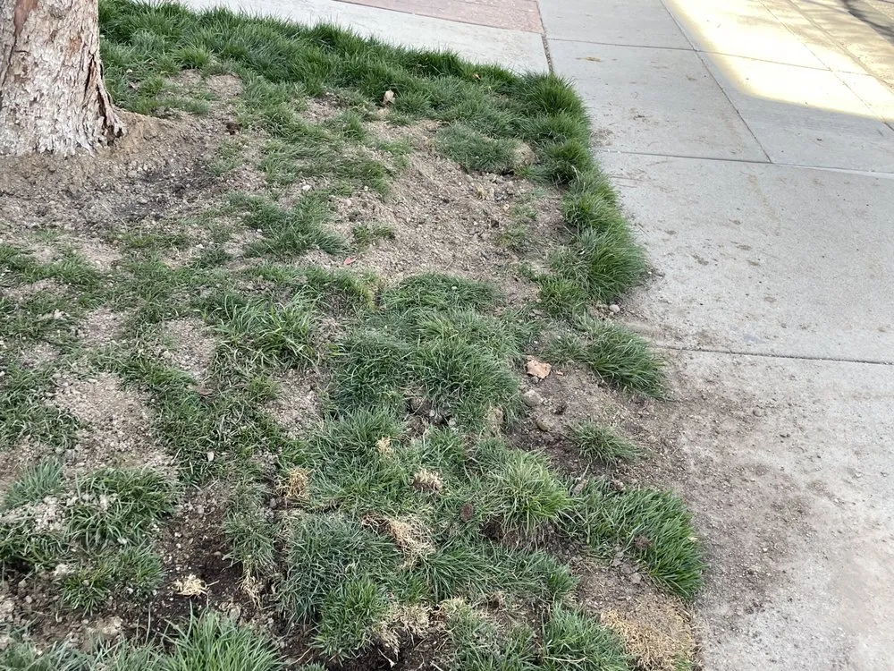 Custom yard cleanup service experts serving West Jordan, UT - J & R Property Maintenance