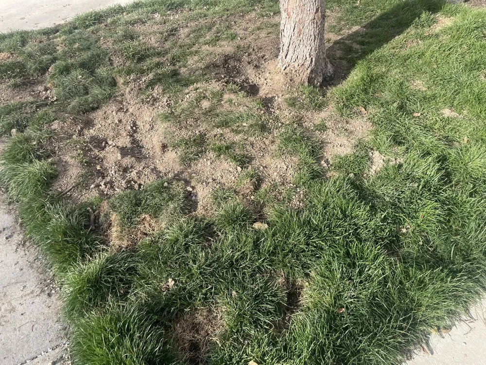 Affordable residential landscaping in West Jordan, UT by J & R Property Maintenance