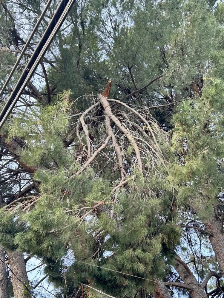 Trusted lawn care service experts serving Chico, CA - J & R Tree & Lawn Care