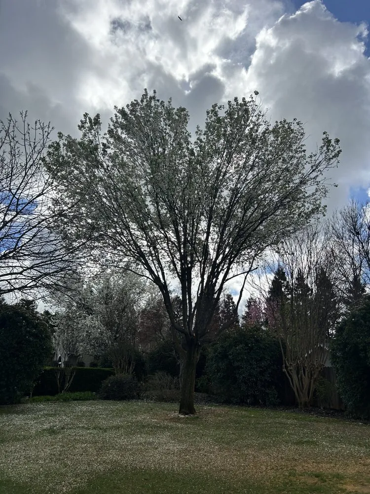 Top-rated lawn mowing service in Chico, CA - J & R Tree & Lawn Care