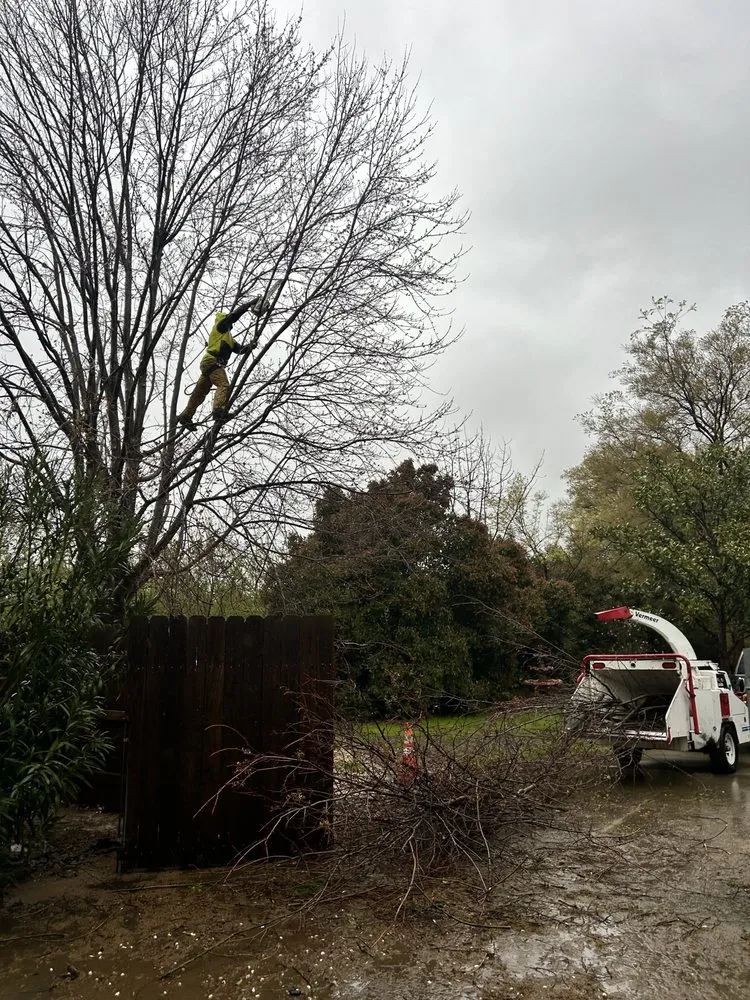 Top-rated yard cleanup service for residential properties across Chico, CA - J & R Tree & Lawn Care