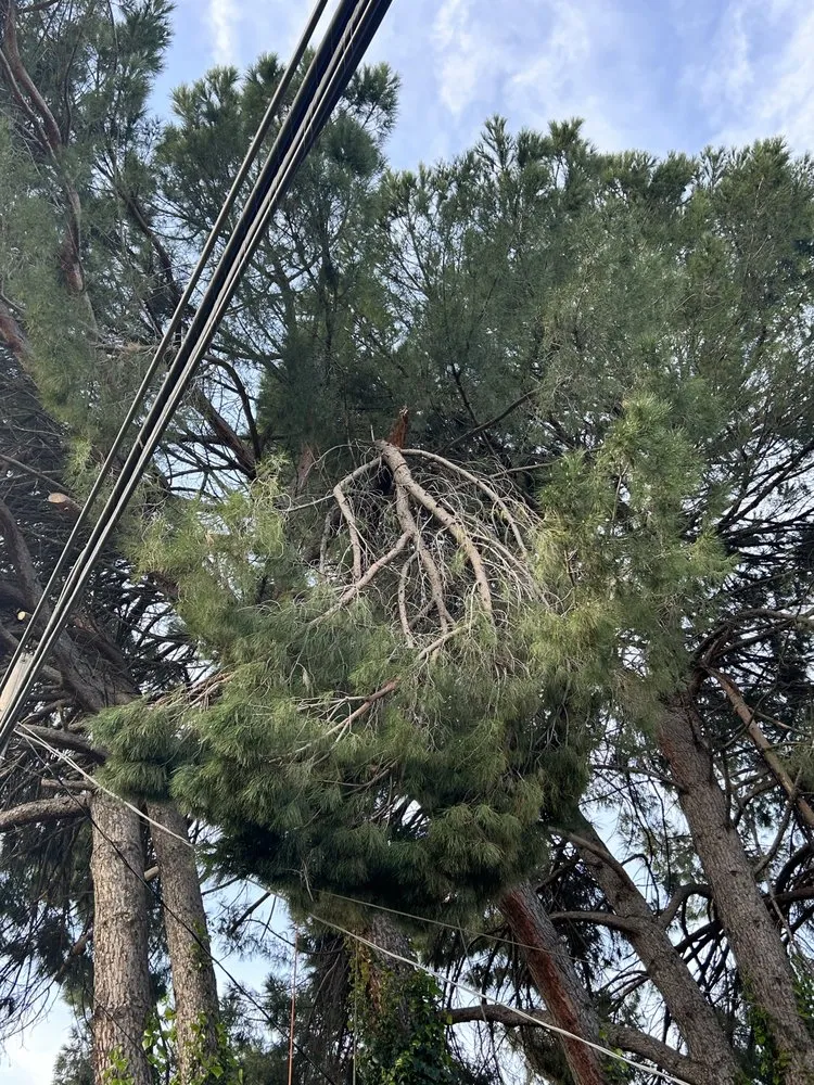 Professional outdoor landscaping in Chico, CA - J & R Tree & Lawn Care