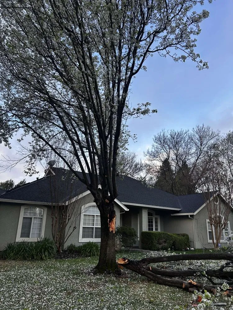 Professional yard cleanup service experts serving Chico, CA - J & R Tree & Lawn Care