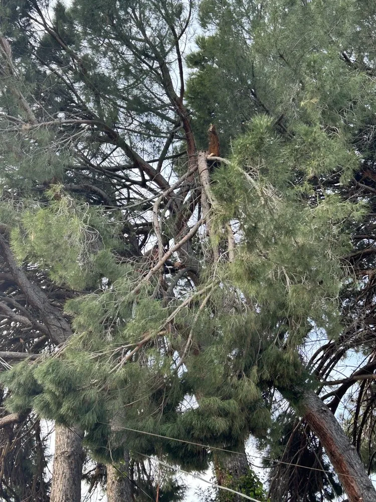 Custom landscape design in Chico, CA - J & R Tree & Lawn Care