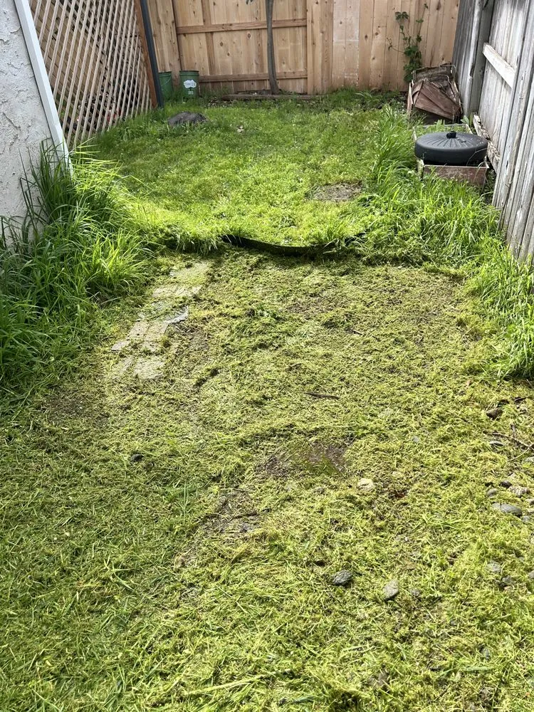 Expert yard maintenance for beautiful yards in Chico, CA by J & R Tree & Lawn Care