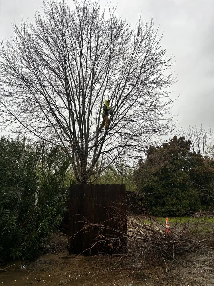 Reliable outdoor landscaping in Chico, CA by J & R Tree & Lawn Care