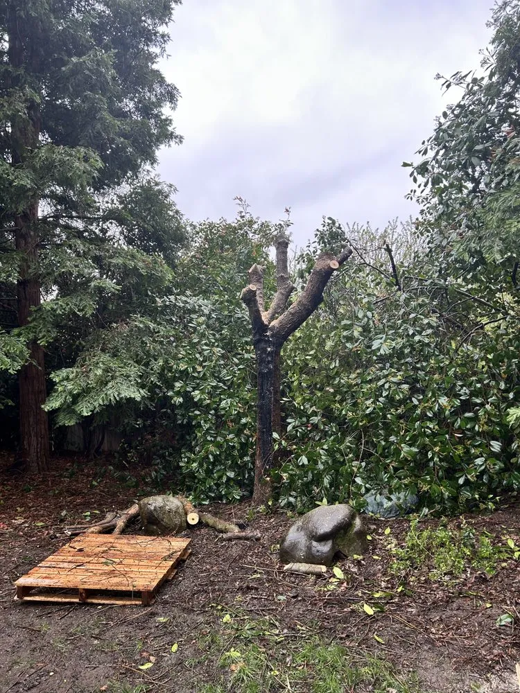 Top-rated yard maintenance in Chico, CA by J & R Tree & Lawn Care