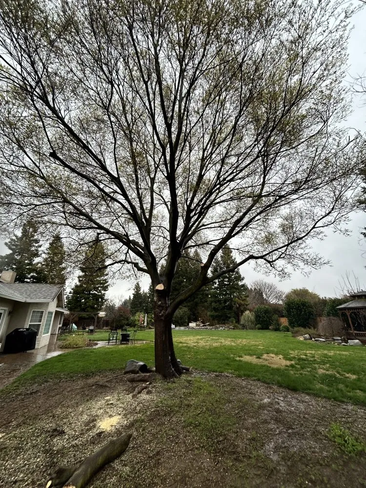 Professional yard cleanup service for homes across Chico, CA - J & R Tree & Lawn Care