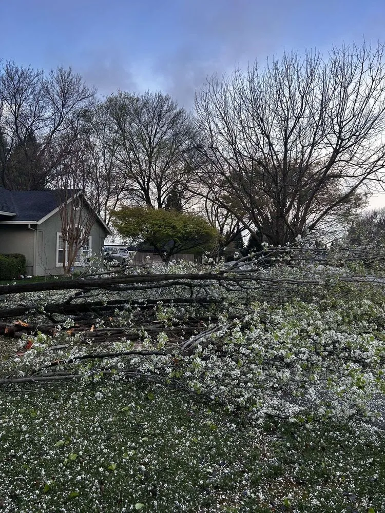 Trusted lawn mowing service in Chico, CA by J & R Tree & Lawn Care