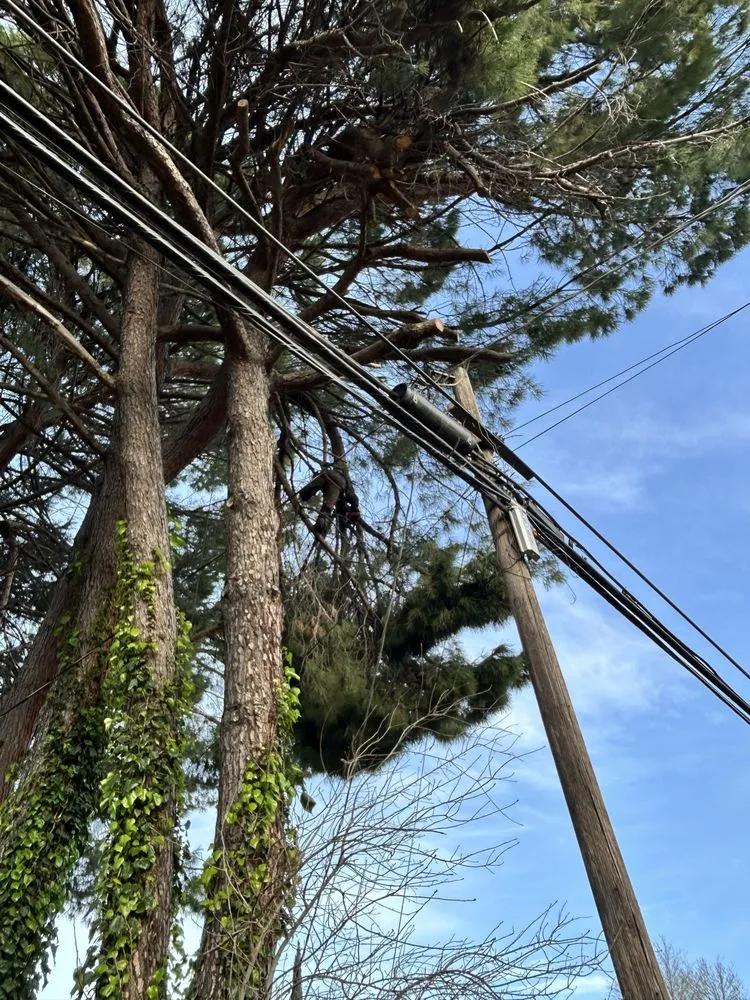 Custom garden landscaping experts serving Chico, CA - J & R Tree & Lawn Care