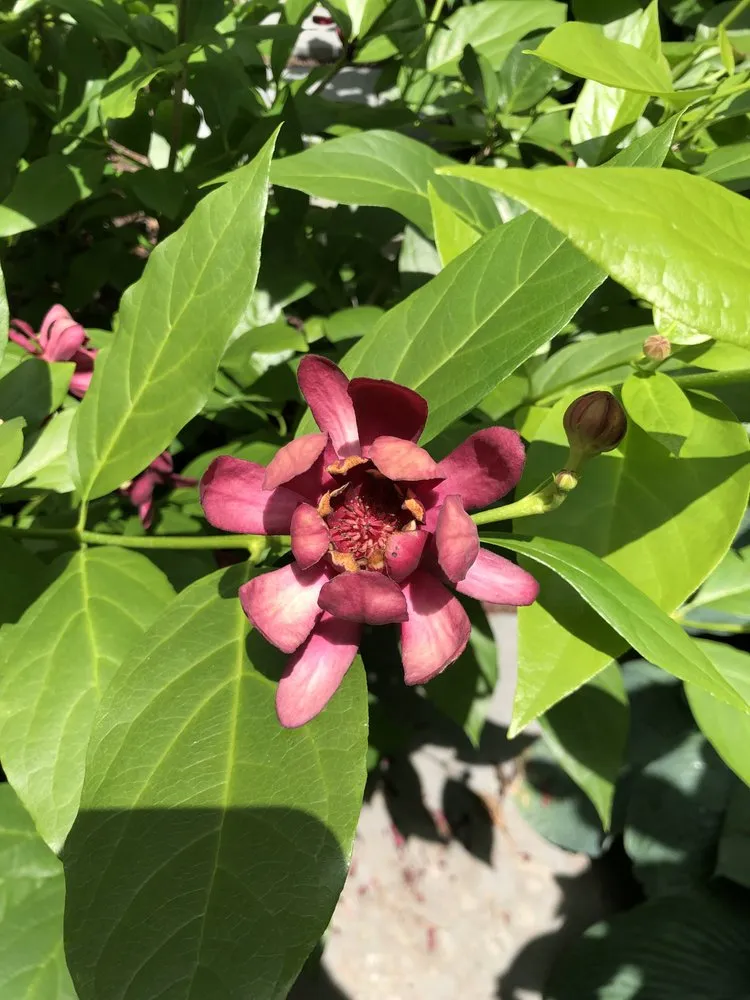 Custom residential landscaping experts serving Brookline, MA - J & S Home Landscaping