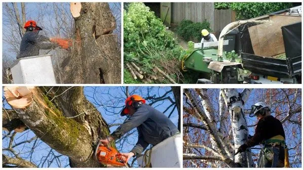 J & S Tree Service & Landscape Logo