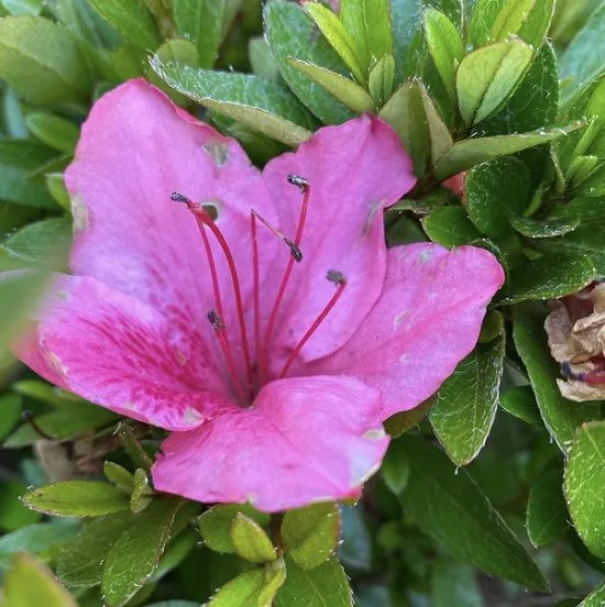 Professional lawn mowing service in New Brunswick, NJ by J & Son Landscape Service