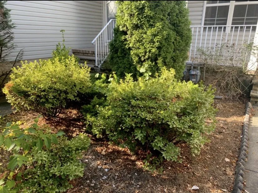 Professional yard cleanup service in New Brunswick, NJ - J & Son Landscape Service
