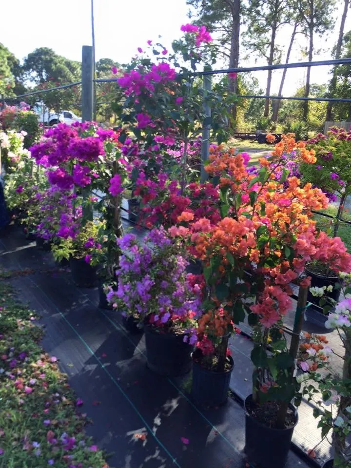 Custom lawn care service for residential properties across Venice, FL - J & T Holland