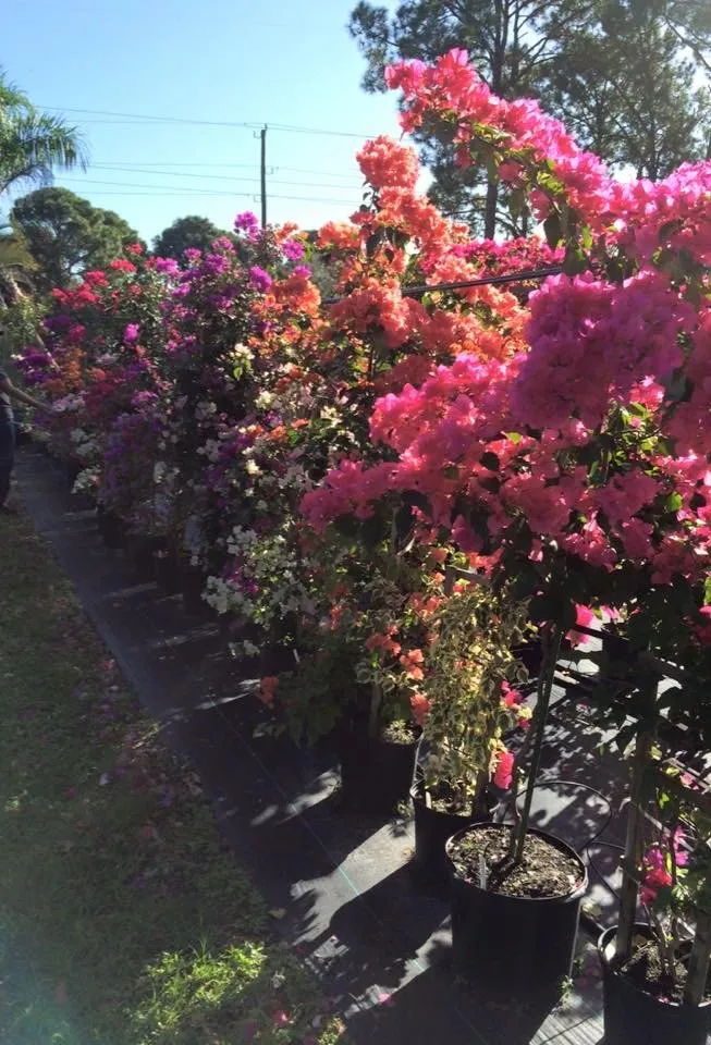 Affordable lawn care service for year-round maintenance in Venice, FL by J & T Holland