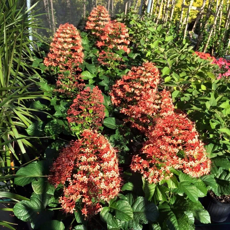 Custom landscape installation in Venice, FL by J & T Holland