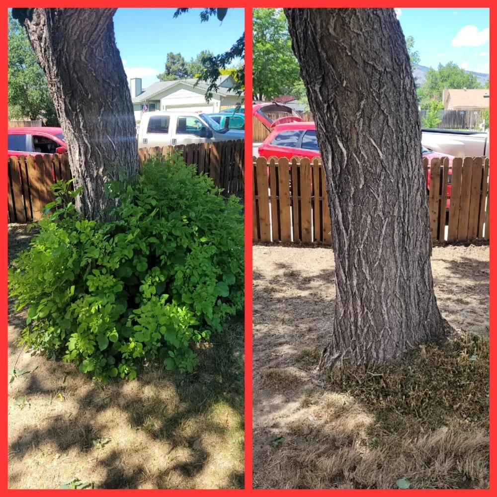 Affordable lawn care service near you across Reno, NV - J & T Super Services