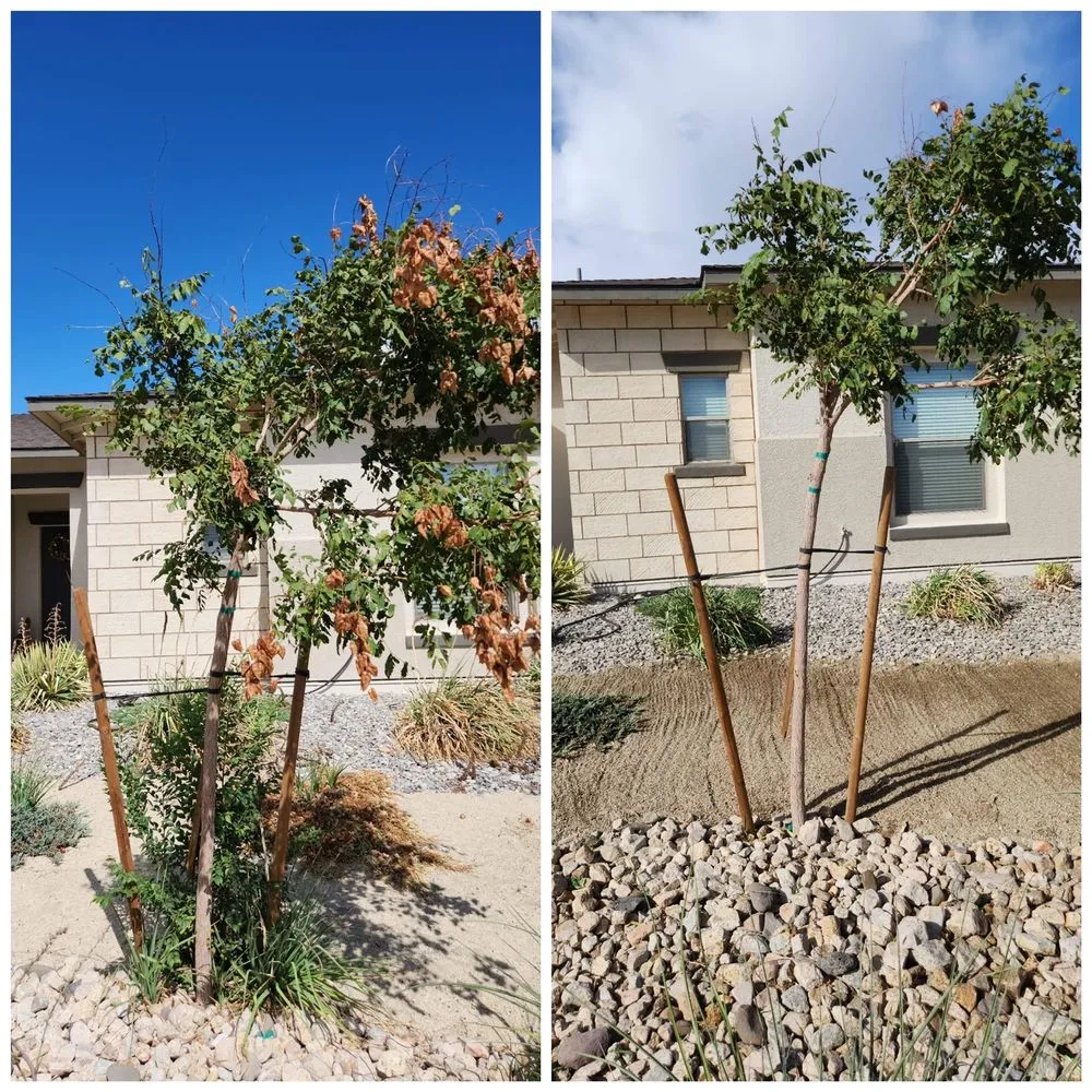 Affordable landscaping services for outdoor upgrades in Reno, NV by J & T Super Services