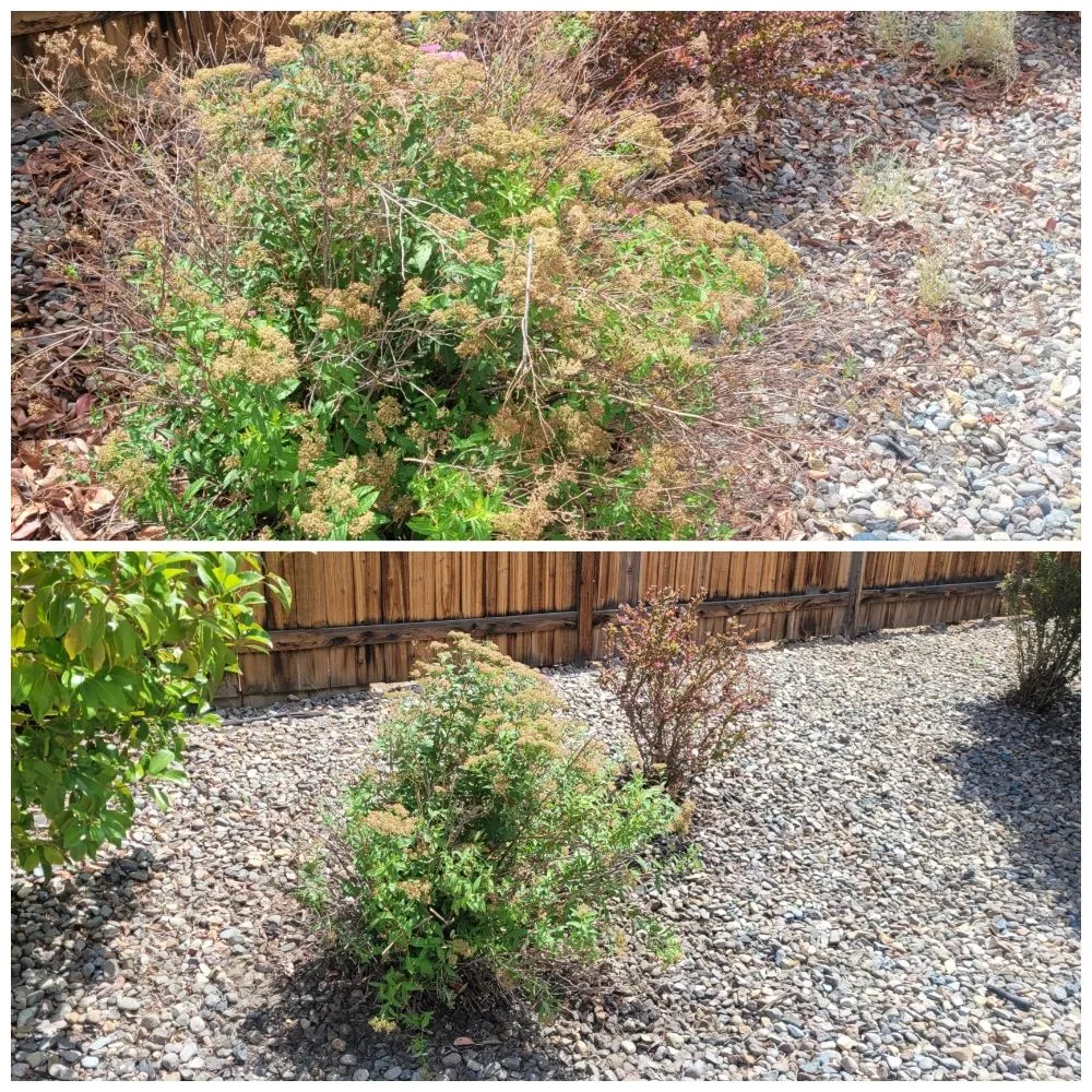 Local yard cleanup service experts serving Reno, NV - J & T Super Services