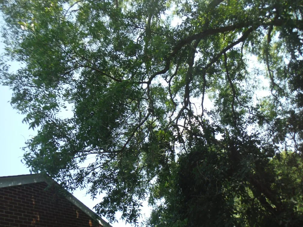 Reliable outdoor landscaping for residential properties across Chesapeake, VA - J & Z Land and Lawn