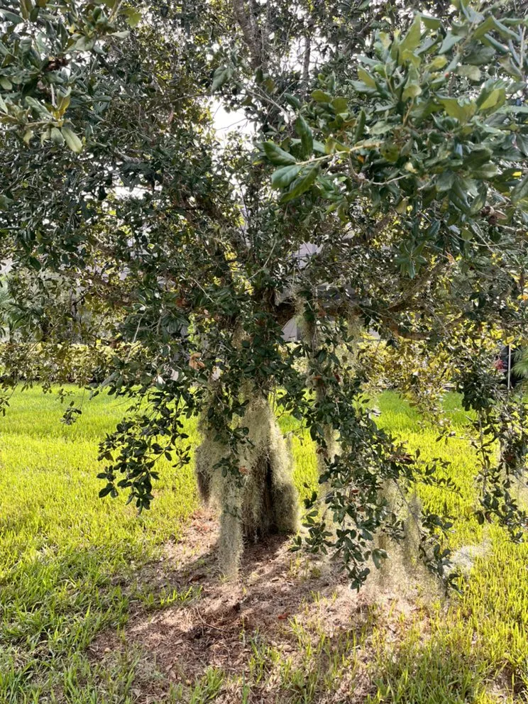 Local yard cleanup service in Cocoa, FL by J-1 Hauling