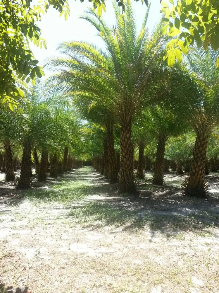 Custom landscape installation experts serving Port Charlotte, FL - J ALynch Landscaping