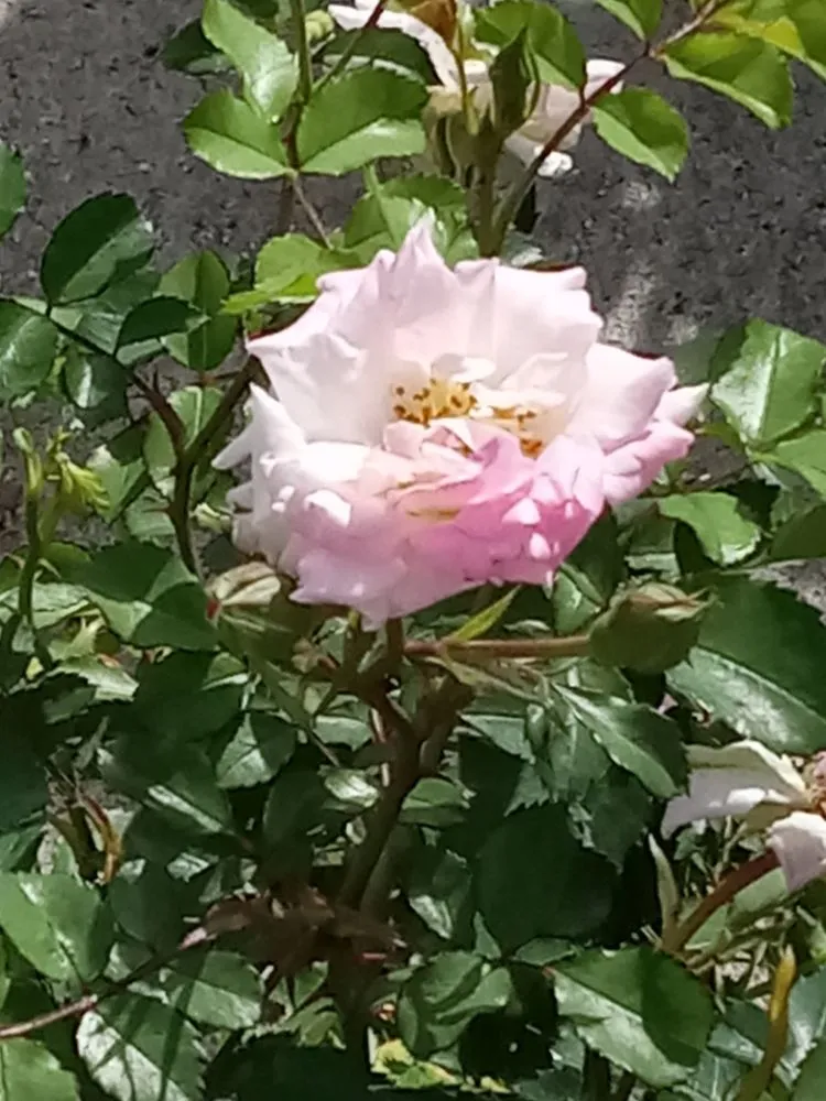 Top-rated outdoor landscaping for beautiful yards across Stanford, KY - J and B's Odd Jobs and Lawncare Services