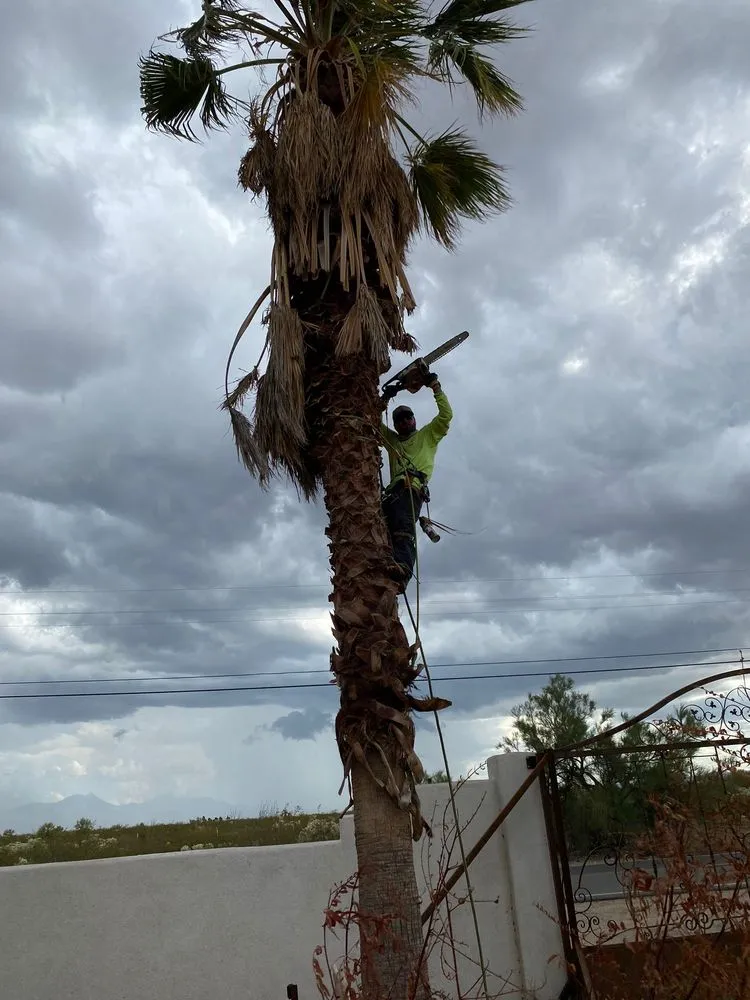 Professional yard maintenance for residential properties in Tucson, AZ by J And J fresh cut landscaping