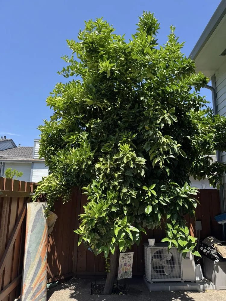 Expert landscape design experts serving Atherton, CA - J and J Landscape