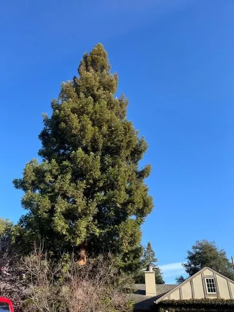 Reliable residential landscaping for homes across Atherton, CA - J and J Landscape