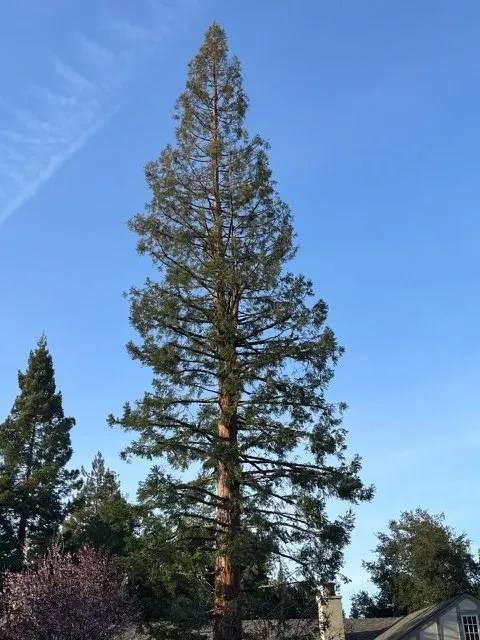 Affordable lawn care service experts serving Atherton, CA - J and J Landscape