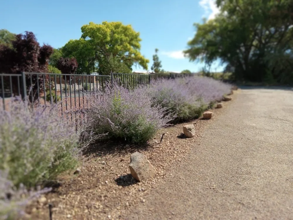 Professional landscape installation near you in Albuquerque, NM by J AND J RESTORATIONS