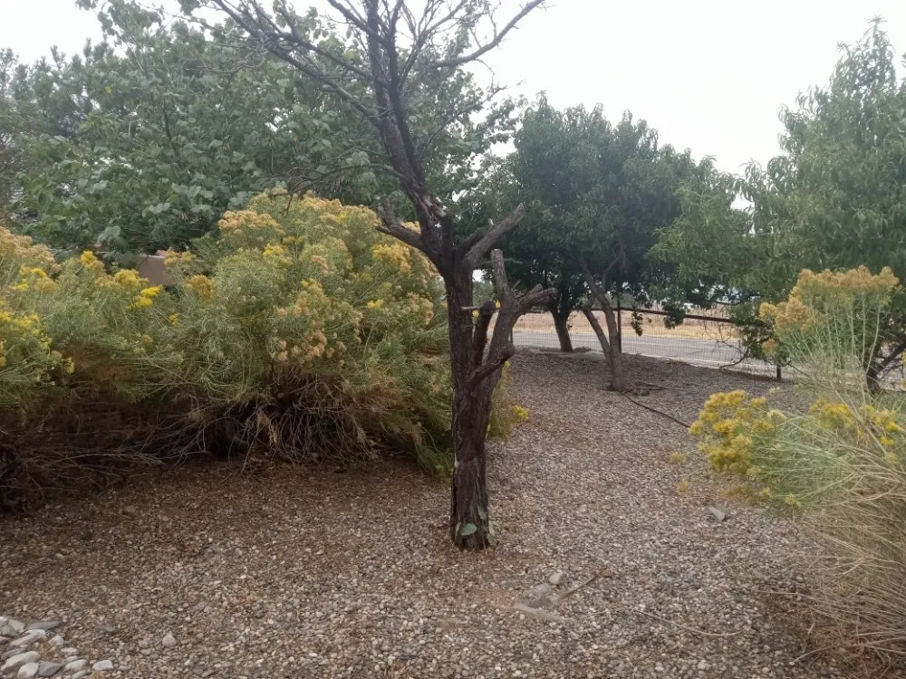 Custom outdoor landscaping in Albuquerque, NM by J AND J RESTORATIONS