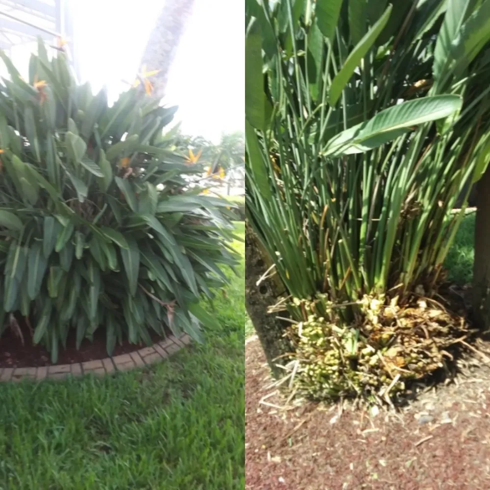 Expert garden landscaping experts serving Ormond Beach, FL - J and j Weeding Picking