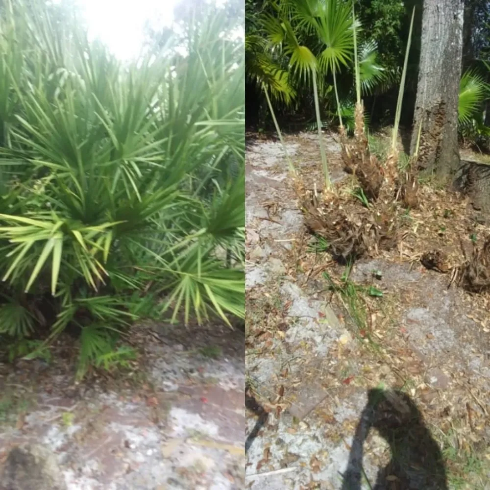 Expert landscaping services for year-round maintenance in Ormond Beach, FL by J and j Weeding Picking