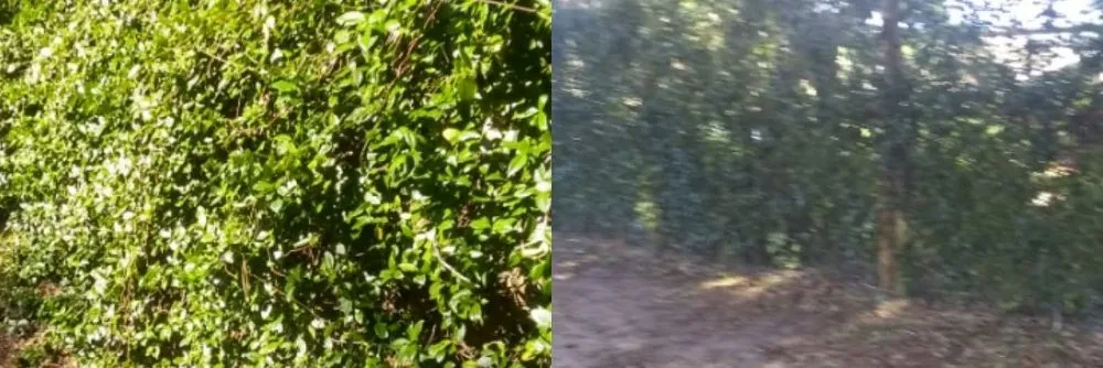 Custom lawn mowing service for residential properties across Ormond Beach, FL - J and j Weeding Picking