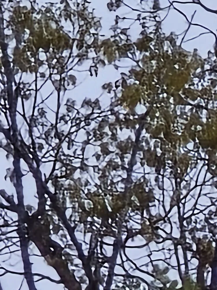 Professional landscaping services experts serving Hillsboro, OH - J and J Yard Service and Storm Clean Up