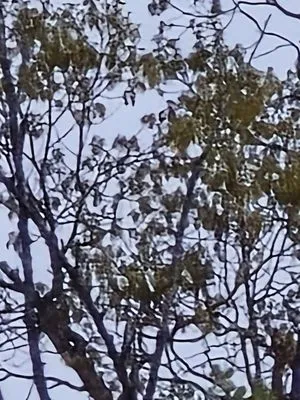 J and J Yard Service and Storm Clean Up Logo