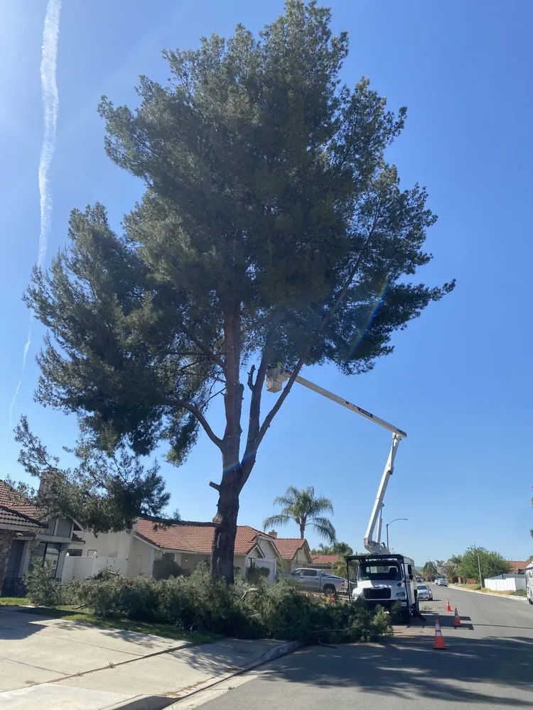 Affordable yard cleanup service experts serving Perris, CA - J and m landscape