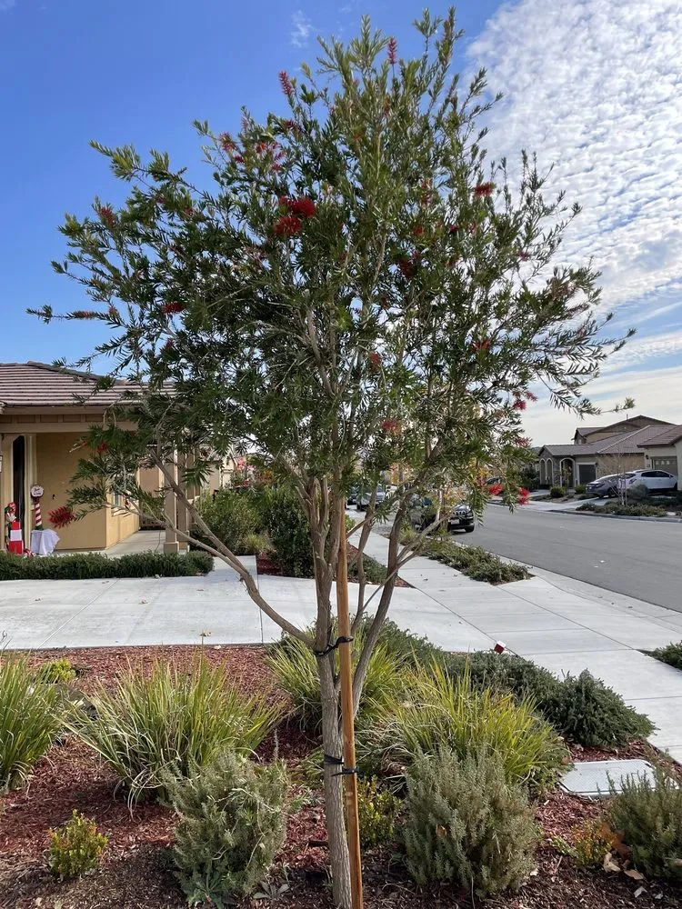 Custom lawn care service in Perris, CA by J and m landscape