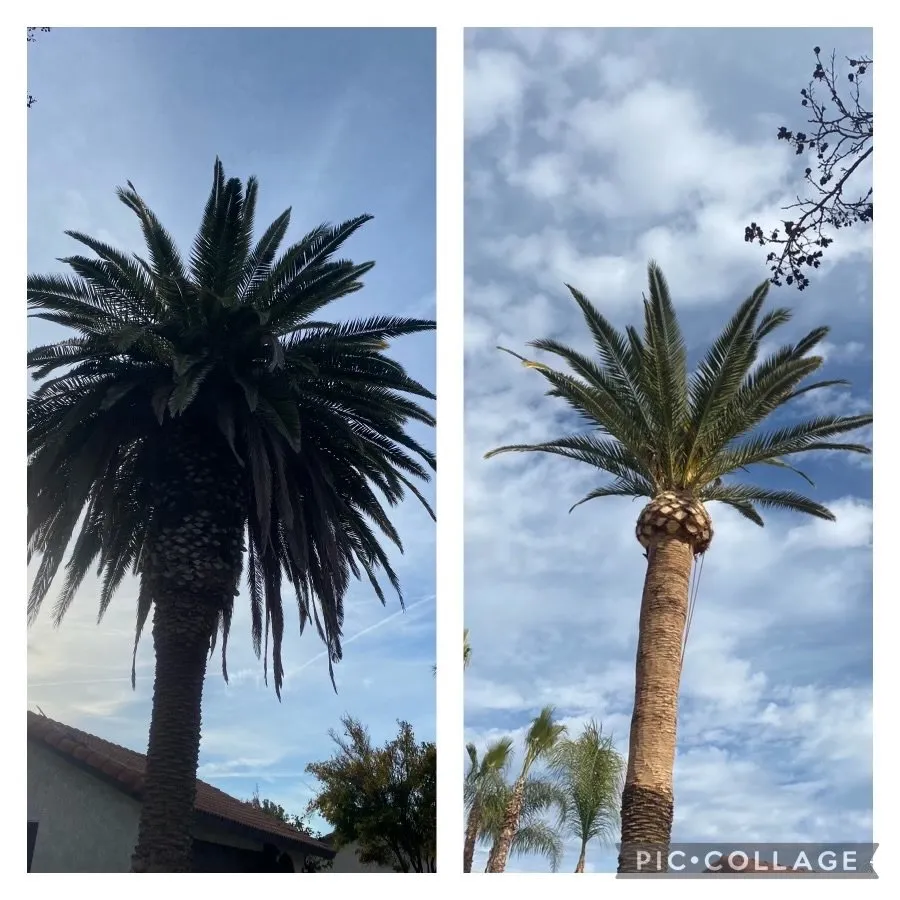 Local landscaping services for homes across Perris, CA - J and m landscape